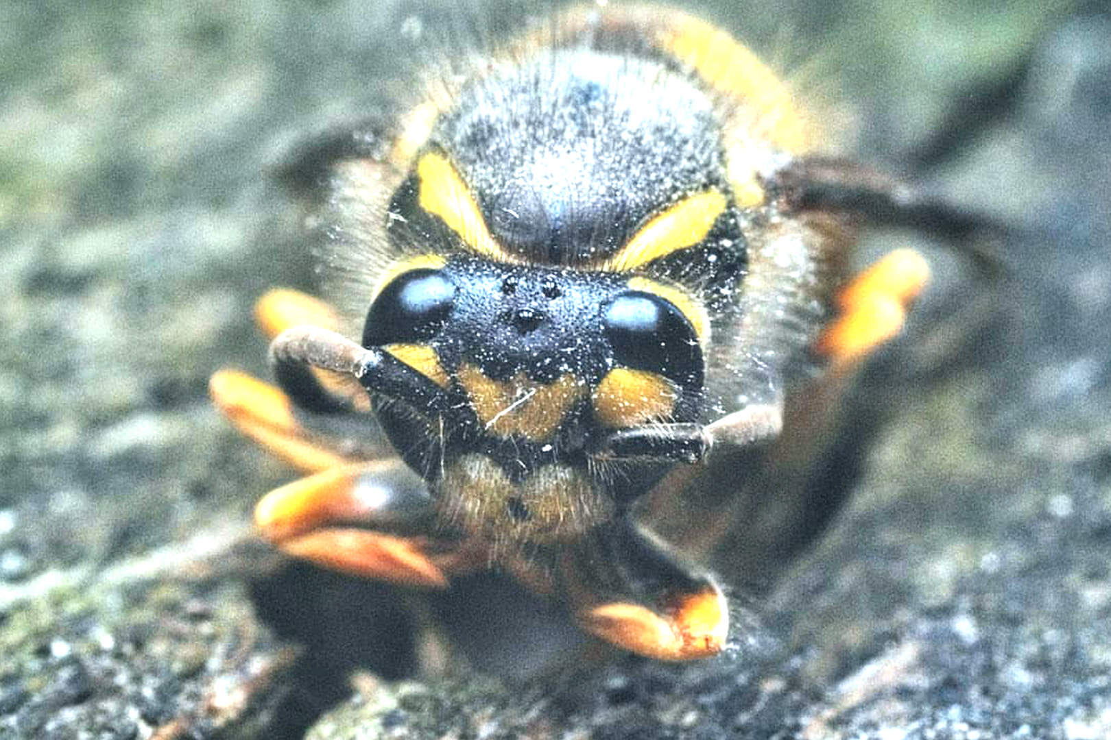 Macro Shot of Wasp